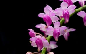 Preview wallpaper orchid, branch, exotic, black background