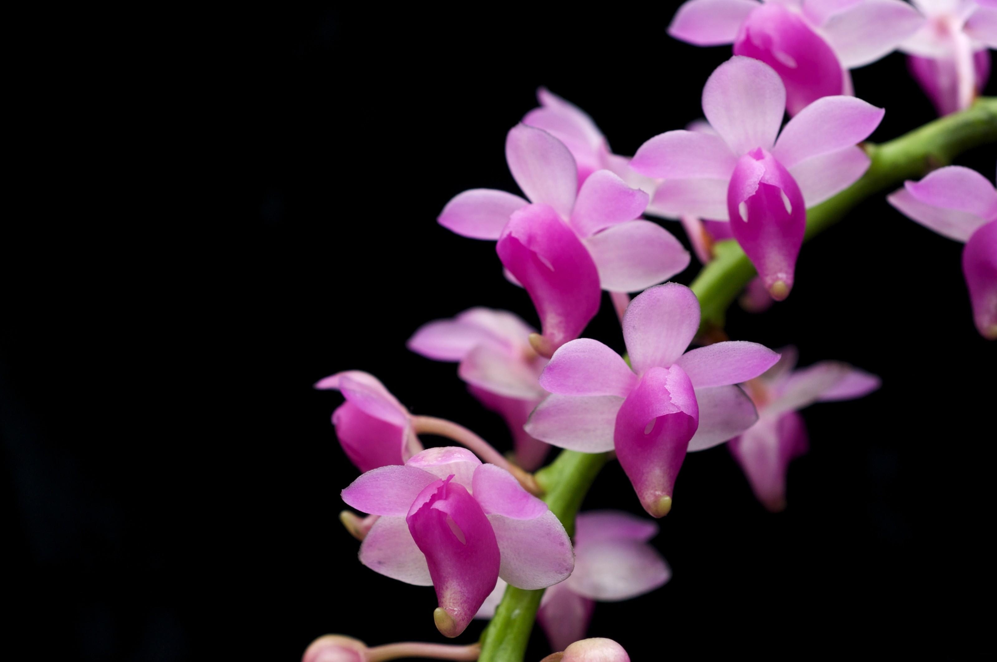 Download Wallpaper 3200x2125 Orchid Branch Exotic Black Background Hd Background