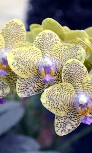 Preview wallpaper orchid, branch, flower, spotted, exotic