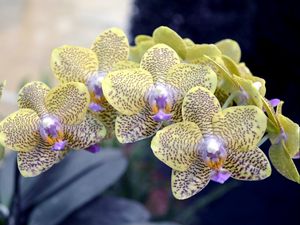 Preview wallpaper orchid, branch, flower, spotted, exotic