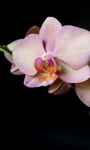 Preview wallpaper orchid, branch, flower, black background