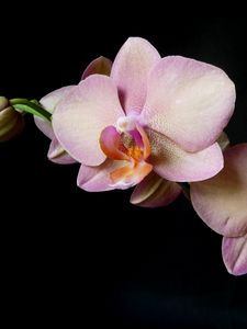 Preview wallpaper orchid, branch, flower, black background