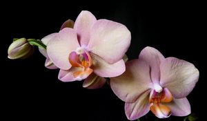 Preview wallpaper orchid, branch, flower, black background