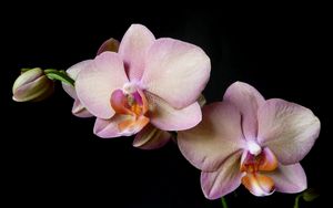 Preview wallpaper orchid, branch, flower, black background