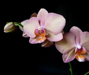 Preview wallpaper orchid, branch, flower, black background