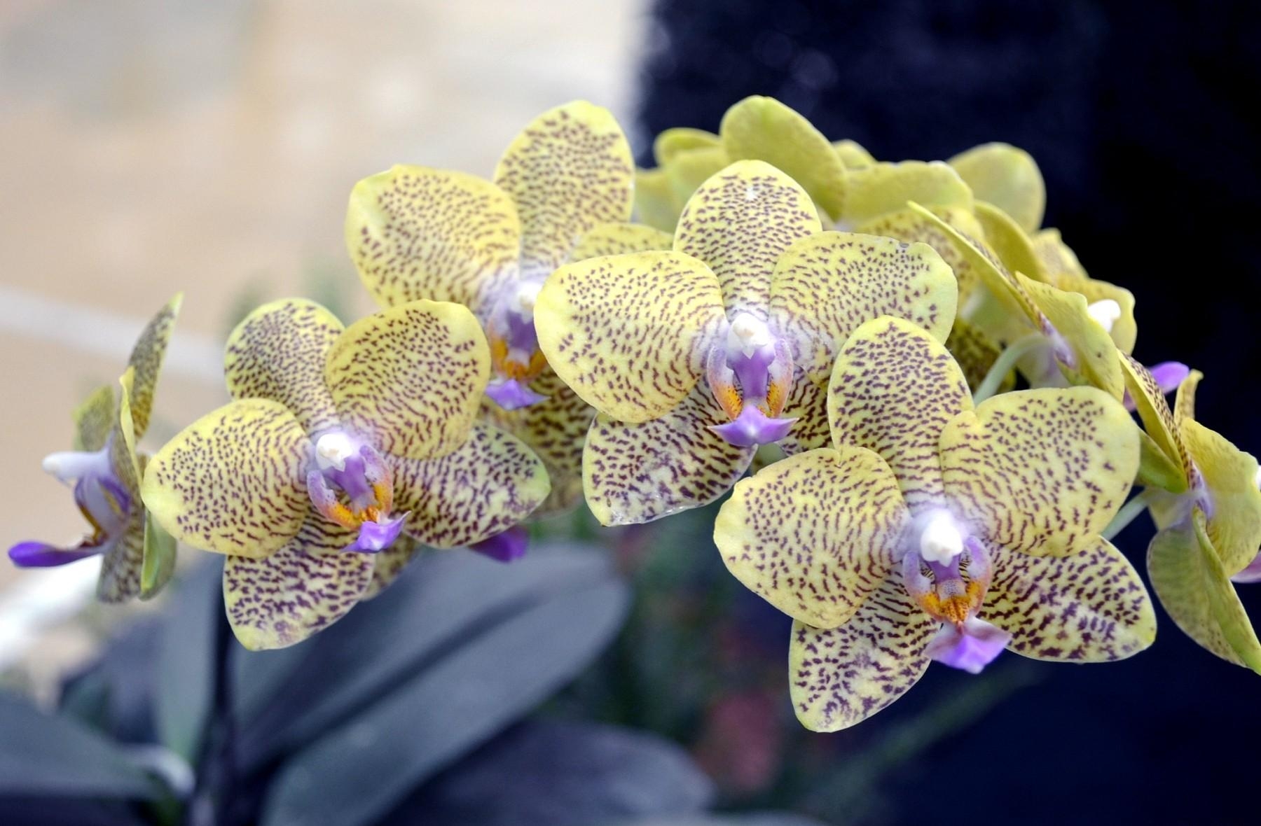 download-wallpaper-1800x1180-orchid-branch-flower-spotted-exotic-hd