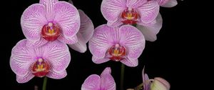 Preview wallpaper orchid, branch, pink, exotic, black background