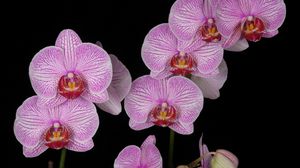 Preview wallpaper orchid, branch, pink, exotic, black background