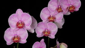 Preview wallpaper orchid, branch, pink, exotic, black background