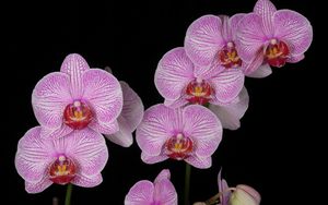 Preview wallpaper orchid, branch, pink, exotic, black background