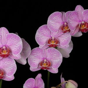 Preview wallpaper orchid, branch, pink, exotic, black background