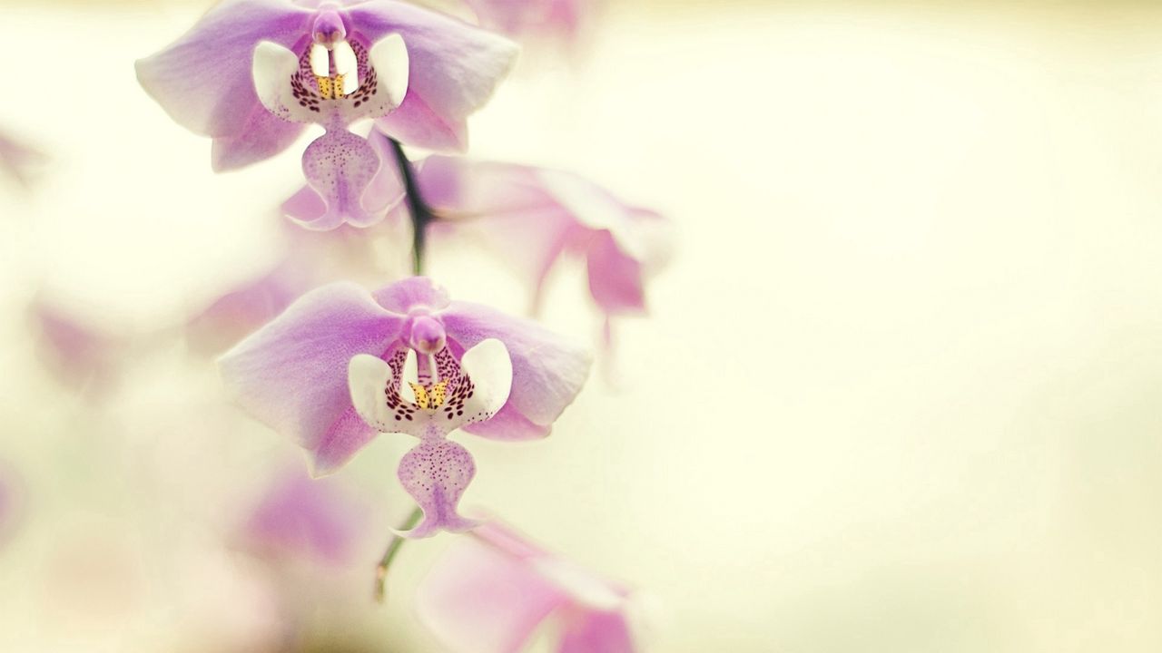 Wallpaper orchid, branch, plant, flower