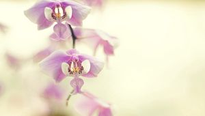 Preview wallpaper orchid, branch, plant, flower