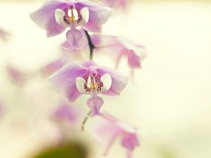 Preview wallpaper orchid, branch, plant, flower