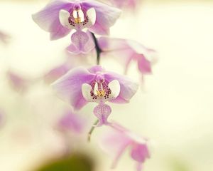 Preview wallpaper orchid, branch, plant, flower
