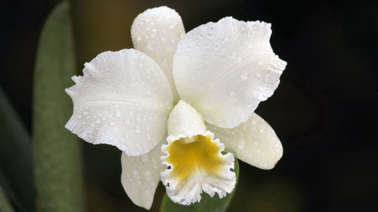 Wallpaper orchid, drops, white, flower, bud