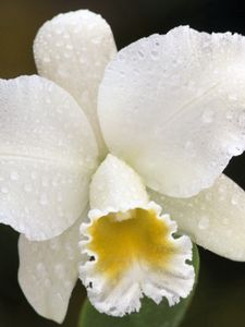 Preview wallpaper orchid, drops, white, flower, bud