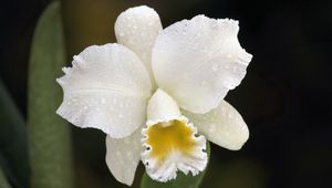 Preview wallpaper orchid, drops, white, flower, bud