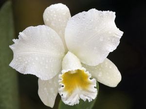 Preview wallpaper orchid, drops, white, flower, bud
