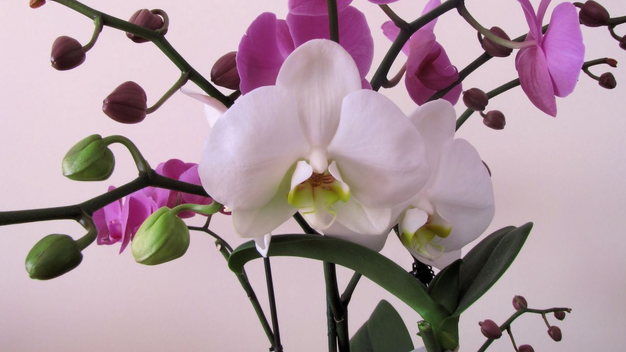 Wallpaper orchid, flower, branch, close-up