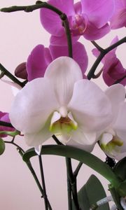 Preview wallpaper orchid, flower, branch, close-up