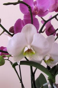 Preview wallpaper orchid, flower, branch, close-up