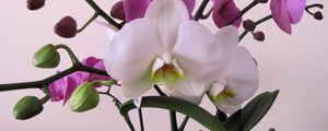 Preview wallpaper orchid, flower, branch, close-up