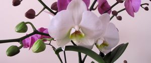 Preview wallpaper orchid, flower, branch, close-up