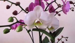 Preview wallpaper orchid, flower, branch, close-up