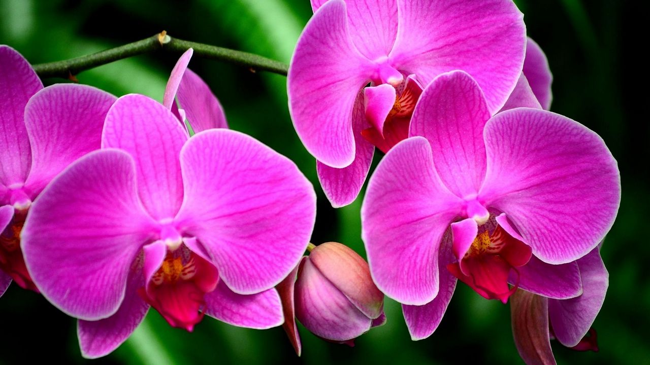 Wallpaper orchid, flower, branch, exotic