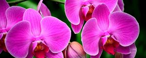 Preview wallpaper orchid, flower, branch, exotic
