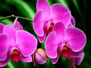 Preview wallpaper orchid, flower, branch, exotic
