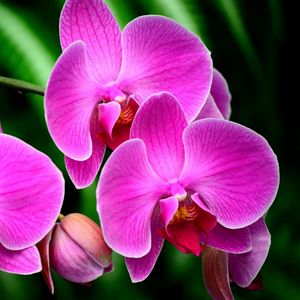 Preview wallpaper orchid, flower, branch, exotic