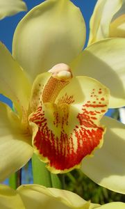 Preview wallpaper orchid, flower, bright, close-up, sky