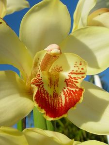 Preview wallpaper orchid, flower, bright, close-up, sky