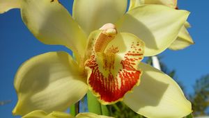 Preview wallpaper orchid, flower, bright, close-up, sky