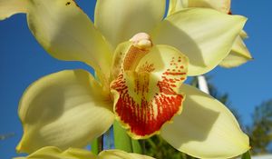 Preview wallpaper orchid, flower, bright, close-up, sky