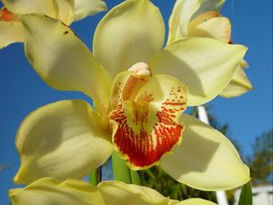 Preview wallpaper orchid, flower, bright, close-up, sky