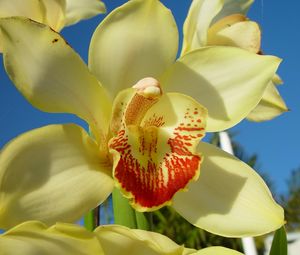 Preview wallpaper orchid, flower, bright, close-up, sky