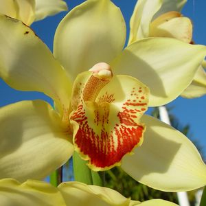 Preview wallpaper orchid, flower, bright, close-up, sky