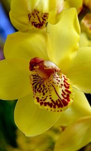 Preview wallpaper orchid, flower, bright, yellow