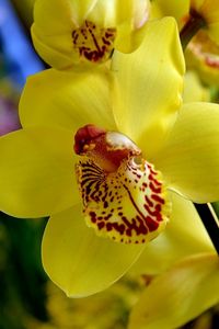 Preview wallpaper orchid, flower, bright, yellow