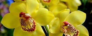 Preview wallpaper orchid, flower, bright, yellow