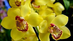 Preview wallpaper orchid, flower, bright, yellow