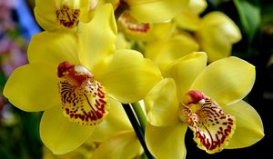 Preview wallpaper orchid, flower, bright, yellow