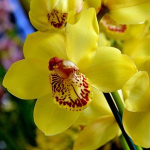 Preview wallpaper orchid, flower, bright, yellow