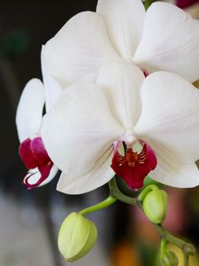 Preview wallpaper orchid, flower, bud, petals