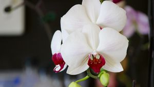 Preview wallpaper orchid, flower, bud, petals