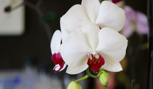 Preview wallpaper orchid, flower, bud, petals