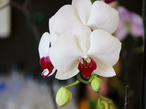 Preview wallpaper orchid, flower, bud, petals